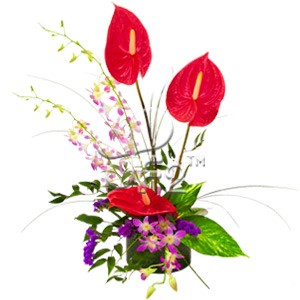 Flowers and Gifts for All Occassions